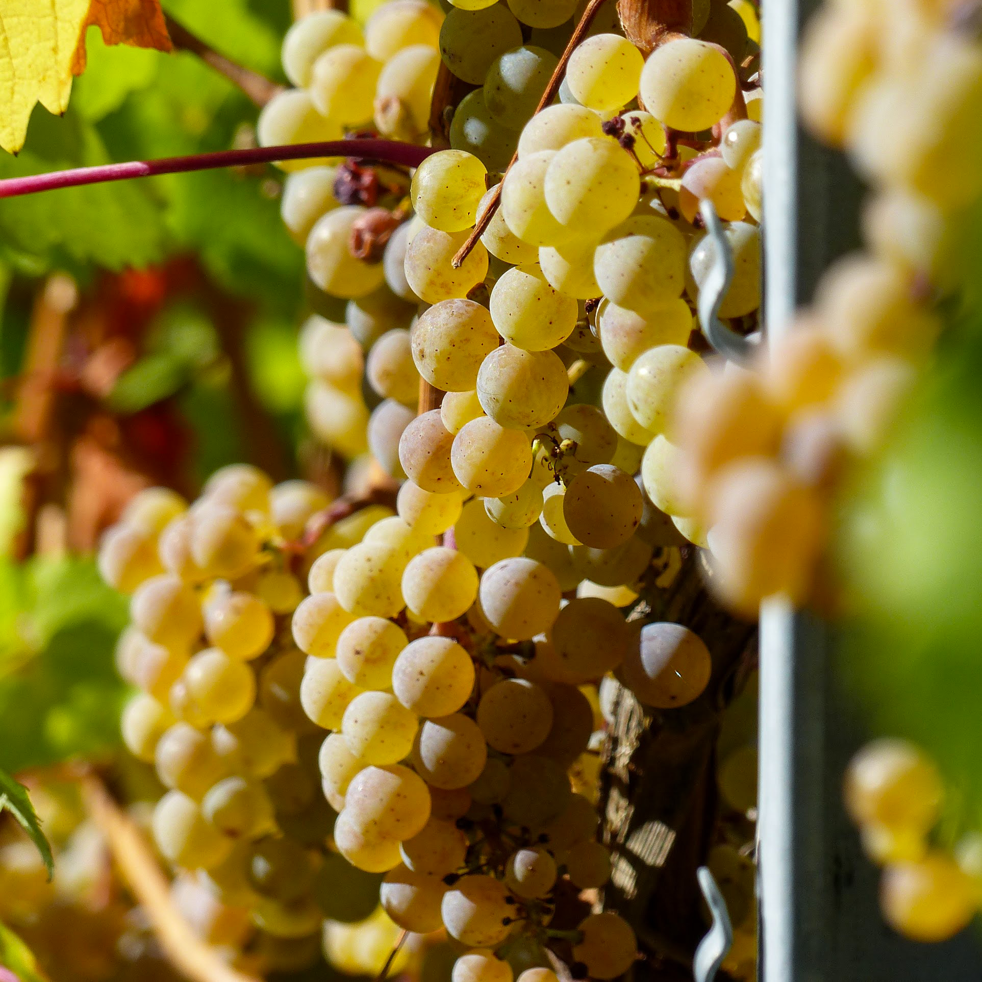 Vin blanc de macération